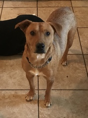 Medium Photo #2 Labrador Retriever-Unknown Mix Puppy For Sale in Von Ormy, TX, USA