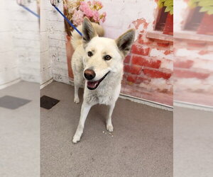 Siberian Husky Dogs for adoption in San Bernardino, CA, USA