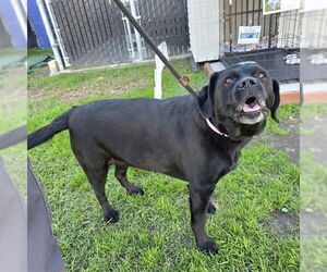 Labrador Retriever Dogs for adoption in Long Beach, CA, USA