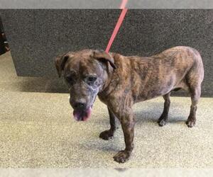 American Pit Bull Terrier-Chow Chow Mix Dogs for adoption in pomona, CA, USA
