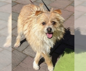 Norfolk Terrier Dogs for adoption in Fremont, CA, USA