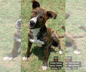 American Pit Bull Terrier-Unknown Mix Dogs for adoption in Athens, TX, USA