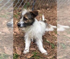 Jack Russell Terrier Dogs for adoption in Brooksville, FL, USA