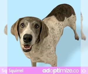 German Shorthaired Pointer Dogs for adoption in Rosenberg, TX, USA