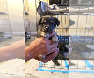 Malchi Dogs for adoption in Pacifica, CA, USA