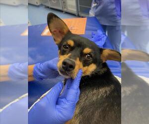 Chihuahua Dogs for adoption in Woodland, CA, USA