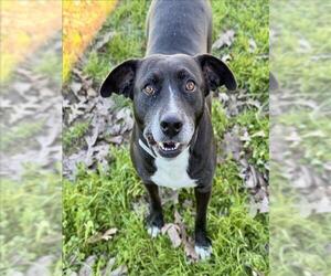 Labrador Retriever-Unknown Mix Dogs for adoption in Conroe, TX, USA