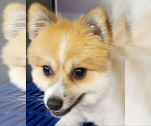 Pomeranian Dogs for adoption in Rock Hill, SC, USA