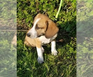 Beagle-Unknown Mix Dogs for adoption in CORNING, NY, USA