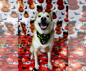 - Mix Dogs for adoption in DuQuoin, IL, USA