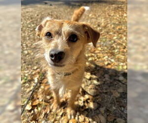 Chihuahua Dogs for adoption in Salinas, CA, USA