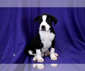 Bullboxer Pit Dogs for adoption in Morton Grove, IL, USA