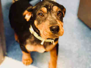 View Ad Basset Hound Rottweiler Mix Dog For Adoption Near Texas Sugar Land Usa Adn 904106