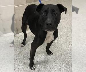 American Pit Bull Terrier-Unknown Mix Dogs for adoption in Conroe, TX, USA