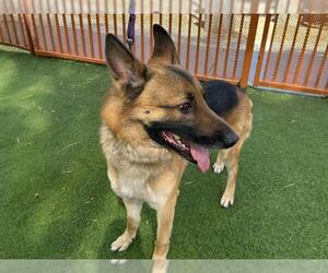 German Shepherd Dog-Unknown Mix Dogs for adoption in Las Vegas, NV, USA