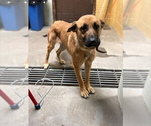 German Shepherd Dog Dogs for adoption in Stockton, CA, USA