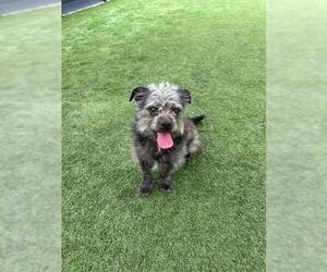 Brussels Griffon-Unknown Mix Dogs for adoption in Orange, CA, USA
