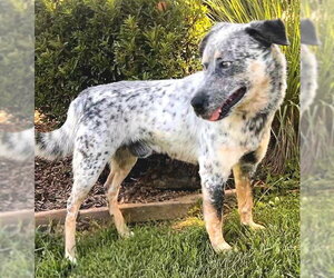 Mutt Dogs for adoption in Sacramento, CA, USA
