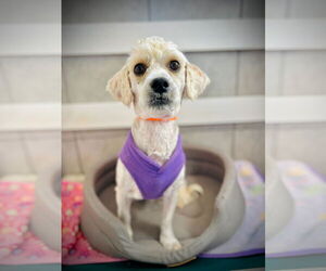 Maltese-Poodle (Standard) Mix Dogs for adoption in Pacolet, SC, USA