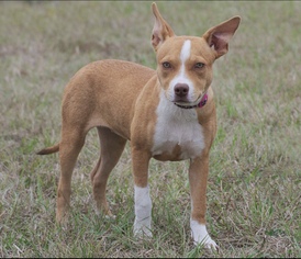 American Pit Bull Terrier-Unknown Mix Dogs for adoption in Longview, TX, USA