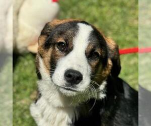 Border Collie-Unknown Mix Dogs for adoption in Yardley, PA, USA