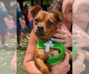 Chug Dogs for adoption in Holly Springs, NC, USA