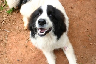Great Pyrenees Dogs for adoption in Rowayton, CT, USA