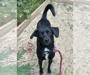 Beagle-Unknown Mix Dogs for adoption in Rockaway, NJ, USA