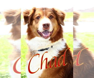Australian Shepherd-Great Pyrenees Mix Dogs for adoption in Evansville, IN, USA