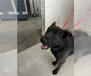 German Shepherd Dog-Unknown Mix Dogs for adoption in San Bernardino, CA, USA