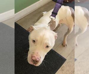 American Pit Bull Terrier-Unknown Mix Dogs for adoption in Sanford, FL, USA