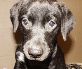 Medium Photo #17 Labrador Retriever-Unknown Mix Puppy For Sale in Oxford, MS, USA