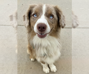 Australian Shepherd Dogs for adoption in Newport Beach, CA, USA