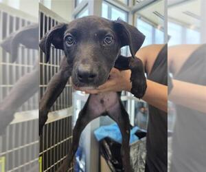 Mutt Dogs for adoption in San Antonio, TX, USA