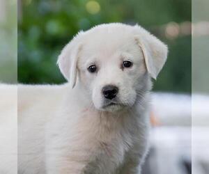 Medium Photo #4 Labrenees Puppy For Sale in San Diego, CA, USA