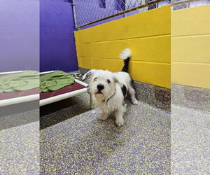 Shih Tzu-Unknown Mix Dogs for adoption in Metairie, LA, USA