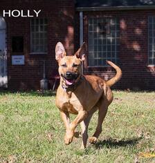 Mutt Dogs for adoption in Oxford, NC, USA