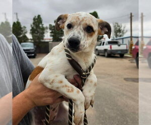 Mutt Dogs for adoption in Lakewood, CO, USA