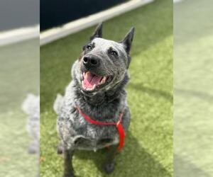Mutt Dogs for adoption in San Martin, CA, USA