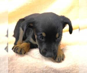 Mutt Dogs for adoption in Thief River Falls, MN, USA