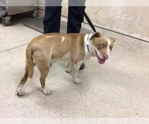 American Pit Bull Terrier-Unknown Mix Dogs for adoption in Riverside, CA, USA