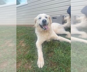 Great Pyrenees Dogs for adoption in Mooresville, NC, USA