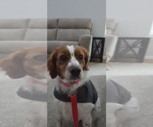 - Mix Dogs for adoption in Curwensville, PA, USA