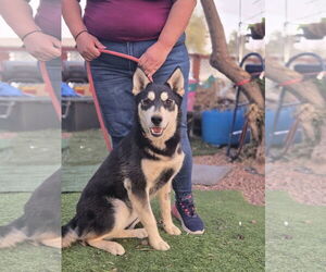 German Shepherd Dog-Huskies  Mix Dogs for adoption in Chandler, AZ, USA