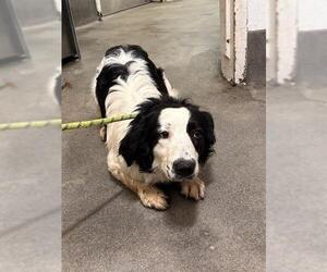Australian Shepherd Dogs for adoption in Forestville, MD, USA