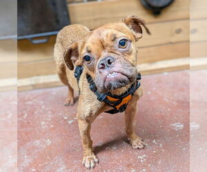 Bulldog Dogs for adoption in Vail, AZ, USA