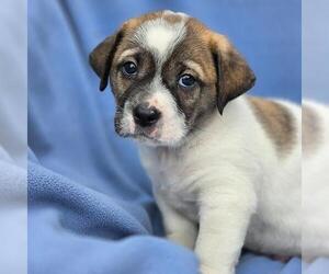 Labrador Retriever-Unknown Mix Dogs for adoption in San Diego, CA, USA