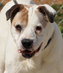 Mastiff Dogs for adoption in Toccoa, GA, USA