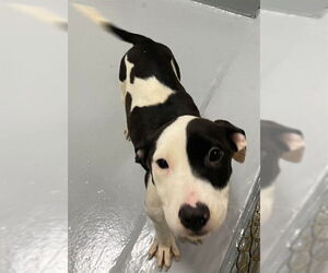 American Pit Bull Terrier-Unknown Mix Dogs for adoption in Augusta, GA, USA