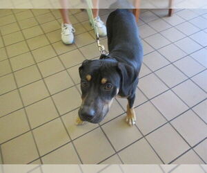 Labrador Retriever-Unknown Mix Dogs for adoption in Ocala, FL, USA